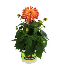 Zwergdahlie, Besonderheit -Gartenbedarfsgeschäft 8829939 WE FS 005 ZwergdahlieBesonderheitT12
