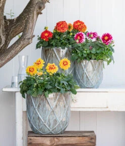 Zwergdahlie, Besonderheit -Gartenbedarfsgeschäft 8829939 WE MO 001 ZwergDahlienT12