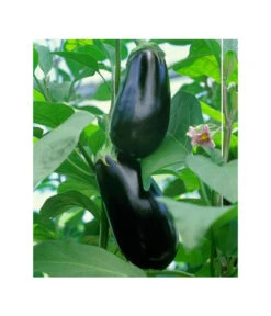 Dehner Gourmet Garten Aubergine, Veredelt 9 Dehner Gourmet Garten Aubergine, Veredelt -Gartenbedarfsgeschäft 8830051 BildFS 001 AubergineCarmenGgAubergineCarmen