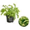 Bio Wasabi Rauke Im Pottburri®-Topf 2 Bio Wasabi Rauke Im Pottburri®-Topf -Gartenbedarfsgeschäft 8830291 WE FS 001 BioPBWasabiRaukePottburri DehnerExpresssHerzig