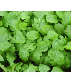 Bio Wasabi Rauke Im Pottburri®-Topf -Gartenbedarfsgeschäft 8830291 WE FS 003 BioPBWasabiRauke