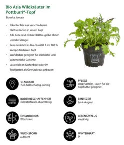 Bio Asia Wildkräuter Im Pottburri®-Topf -Gartenbedarfsgeschäft 8830473 WE IG 001 BioAsiaWildkraeuterimPottburriTopf