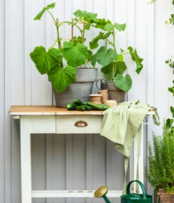 Bioland Gurke, Veredelt -Gartenbedarfsgeschäft 8830663 WE MO 002 Gurke CucurbitaePepoZucchiniGruen 1