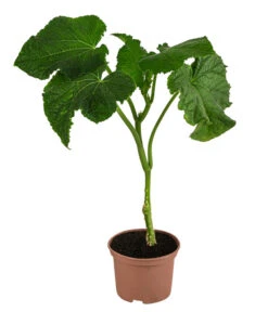 Ausgewählte Produkte -Gartenbedarfsgeschäft 8830788 WE FS 001 Schlangengurke