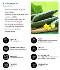 Schlangengurke 13 Schlangengurke -Gartenbedarfsgeschäft 8830788 WE IG 001 Schlangengurke