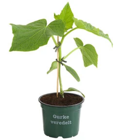 Ausgewählte Produkte -Gartenbedarfsgeschäft 8830853 WE FS 001 BioSchlangengurkeVeredelt