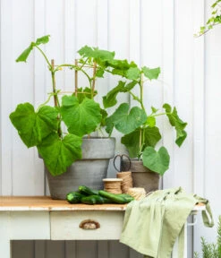 Snackgurke 10 Snackgurke -Gartenbedarfsgeschäft 8830960 20200717 PR MO 001 Gurke CucurbitaePepoZucchiniGruen 2021 GC13 01