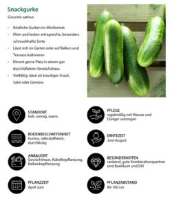 Snackgurke 11 Snackgurke -Gartenbedarfsgeschäft 8830960 WE IG 001 Snackgurke