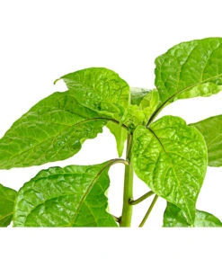 Chili 'Carolina Reaper' -Gartenbedarfsgeschäft 8831133 WE DE 001 ChiliCarolinaReaperDehnerExpressHerzig