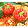 Dehner Gourmet Garten Tomatenpaprika -Gartenbedarfsgeschäft 8831562 PR MO 001 GG PAPRIKA TOMMY