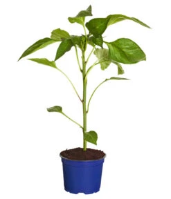 Ausgewählte Produkte -Gartenbedarfsgeschäft 8831562 WE FS 001 PaprikaTommyT12DehnerExpressZS