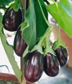Pick-&-Joy® Aubergine Mit Früchten -Gartenbedarfsgeschäft 8838047 WE DE 001 AubergineOphelliaF1Fruechte