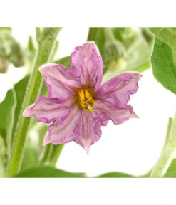 Pick-&-Joy® Aubergine Mit Früchten -Gartenbedarfsgeschäft 8838047 WE DE 001 PickandJoyAubergineT14