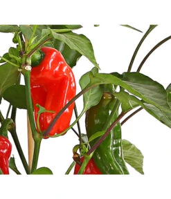 Pick-a-Pep® Snackpaprika Mit Früchten -Gartenbedarfsgeschäft 8838823 SnackpaprikaRotMitFrucht