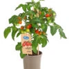 Pick-a-Tom® Pflaumentomate Mit Früchten -Gartenbedarfsgeschäft 8838872 PR FS 002 PickaTomPflaumentomateT14DehnerExpressHerzig