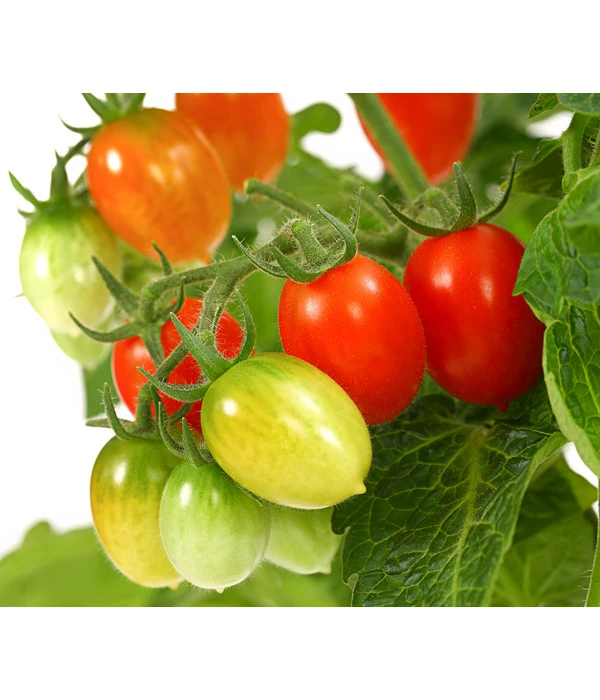 Pick-a-Tom® Pflaumentomate Mit Früchten 4 Pick-a-Tom® Pflaumentomate Mit Früchten – Bild 2