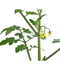 Cherrytomate 'Pepe' -Gartenbedarfsgeschäft 8839243 WE DE 001 CherrytomateRot