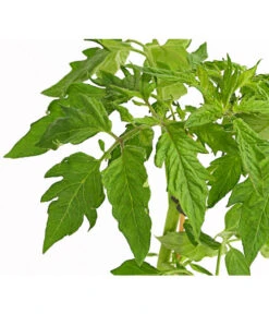 Bioland Fleischtomate 11 Bioland Fleischtomate -Gartenbedarfsgeschäft 8842627 WE DE 001 BioFleischtomateT12DehnerExpressHerzig