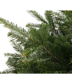 Nordmann-Tanne, Ca. 75-100 Cm, Gesägt, Mit Holzkreuzständer 7 Nordmann-Tanne, Ca. 75-100 Cm, Gesägt, Mit Holzkreuzständer -Gartenbedarfsgeschäft 8996100 WE DE 001 AbiesNordmannianaNordmanntanne75 100HKGesaegtDehnerExpressHerzig