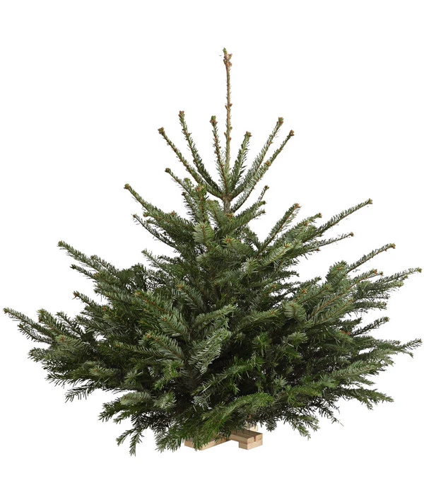 Nordmann-Tanne, Ca. 75-100 Cm, Gesägt, Mit Holzkreuzständer 3 Nordmann-Tanne, Ca. 75-100 Cm, Gesägt, Mit Holzkreuzständer