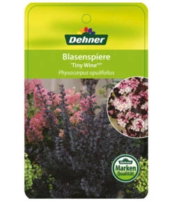 Blasenspiere 'Tiny Wine' -Gartenbedarfsgeschäft BlasenspiereTinyWine Etikett 1