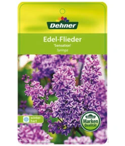 Edelflieder 'Sensation' -Gartenbedarfsgeschäft EdelFliederSensation Etikett 1