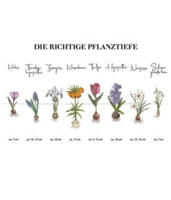 Dehner Blumenzwiebel 5 Monate Blütenpracht, 200 Stk. -Gartenbedarfsgeschäft Infografik Blumenzwiebel