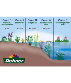 Dehner Seerose 'Red Spider' -Gartenbedarfsgeschäft WE DE 001 Teichzonen Wasserpflanzen Schild 1