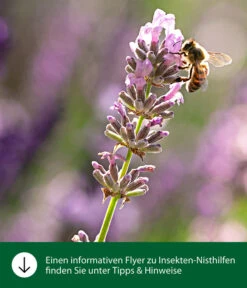 Dehner Natura Schmetterlingskasten -Gartenbedarfsgeschäft WE IG FlyergrafikDehnerNaturaInsektenhotelsNisthilfen 2