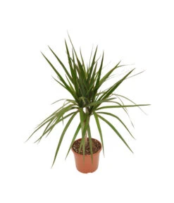 Zimmerpflanzen-Set Drachenhöhle, 4-teilig 13 Zimmerpflanzen-Set Drachenhöhle, 4-teilig -Gartenbedarfsgeschäft X008221137 BildFS 001 DrachenbaumSortenmixDracaenaMix