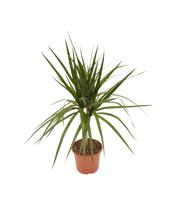 Zimmerpflanzen-Set Drachenhöhle, 4-teilig 5 Zimmerpflanzen-Set Drachenhöhle, 4-teilig – Bild 3